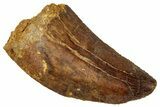 Serrated, Carcharodontosaurus Tooth - Real Dinosaur Tooth #329894-1